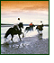 Photo Gallery - Horse Riding Ireland